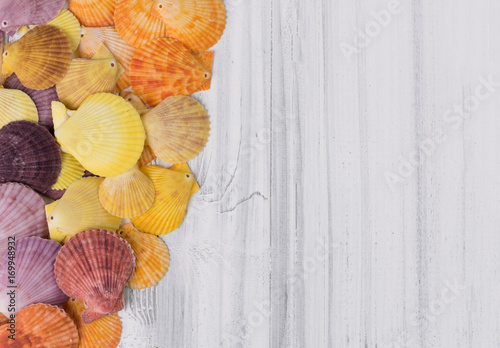 Flat lay design colorful scallop on vintage white wooden background,top view photo