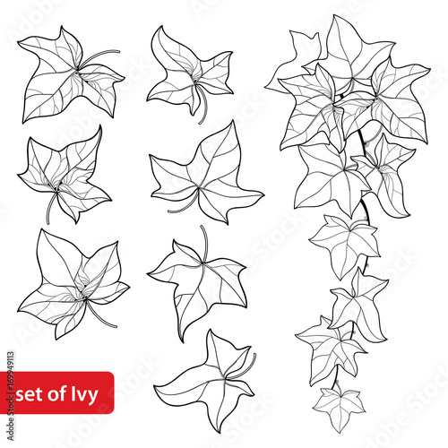 Vector set with outline Ivy or Hedera. Ornate leaf and Ivy vine in black isolated on white background. Evergreen perennial climbing plant in contour style for botanical design and coloring book.