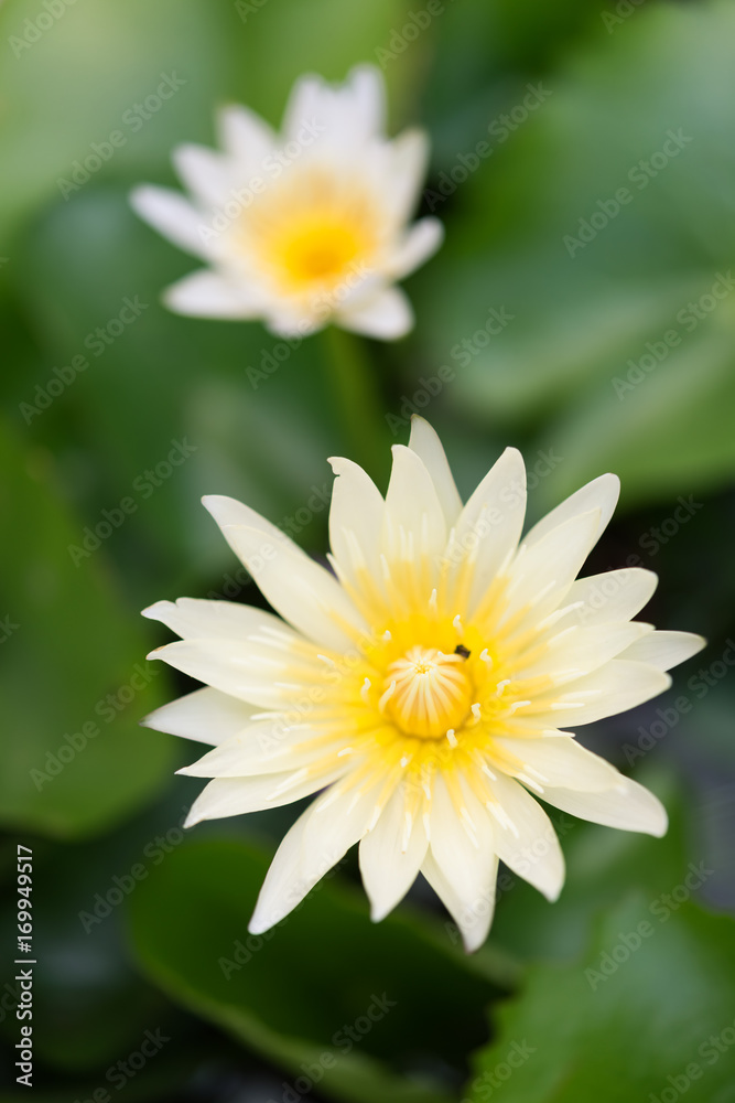 Beautiful lotus or lily flower in pond,top view Beautiful lotus or lily flower in pond,top view