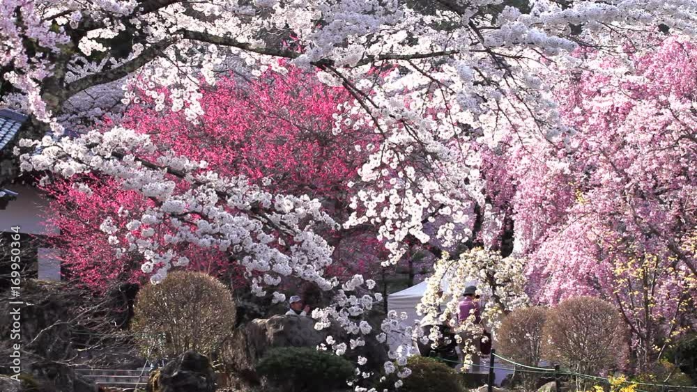 光前寺の桜