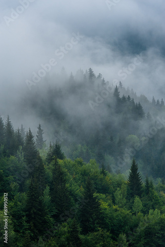 Fototapeta Naklejka Na Ścianę i Meble -  Mountain slopes landscape with fir trees in the fog in Svaneti, Georgia.