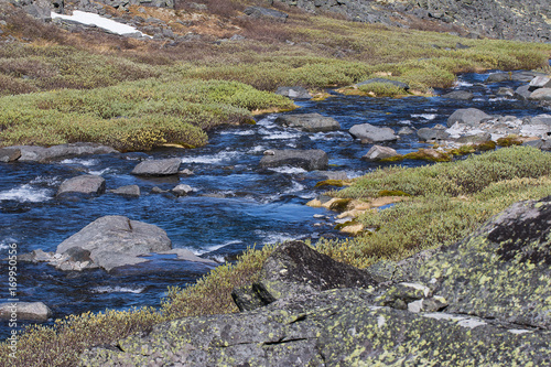 Uncovered Stream River in  Penisula in Lovozeskaja Tundra, Springtime, with Blooming Willow