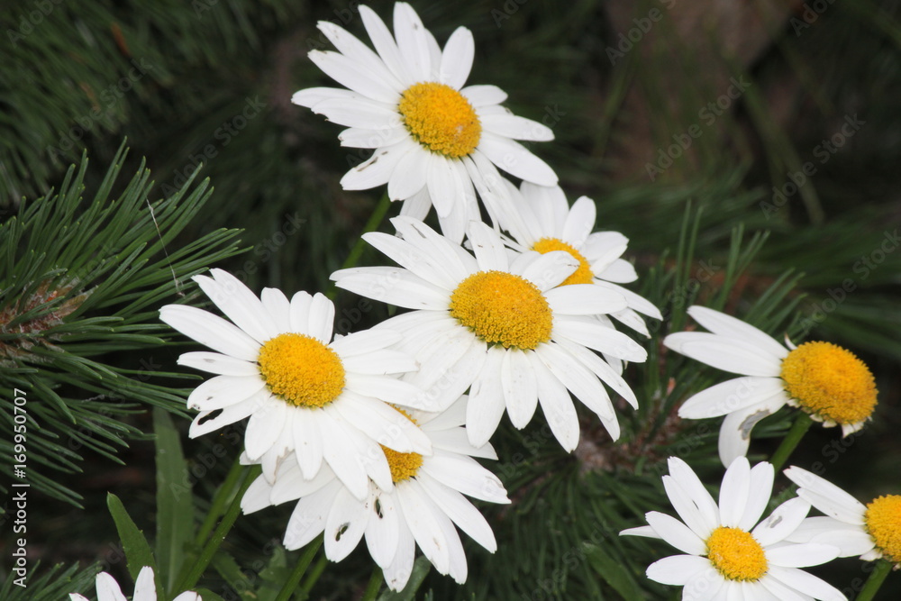 Obraz premium Ox-Eyed Daisy’s (Chrysanthemum leucanthemum) growing along a gravel roadway. .