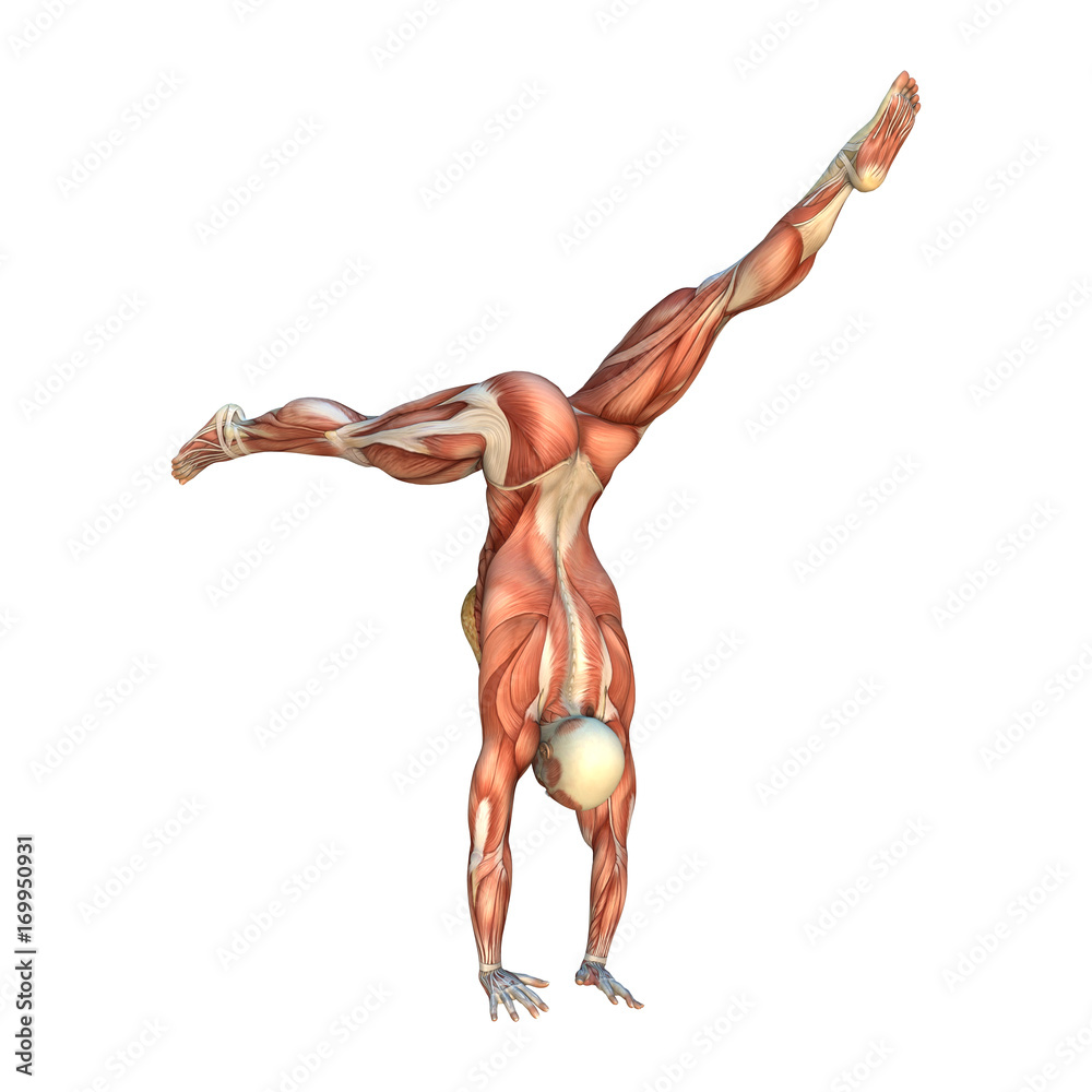 Obraz premium 3D Rendering Muscle Maps