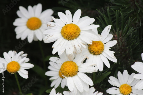 Ox-Eyed Daisy   s  Chrysanthemum leucanthemum  growing along a gravel roadway.   .