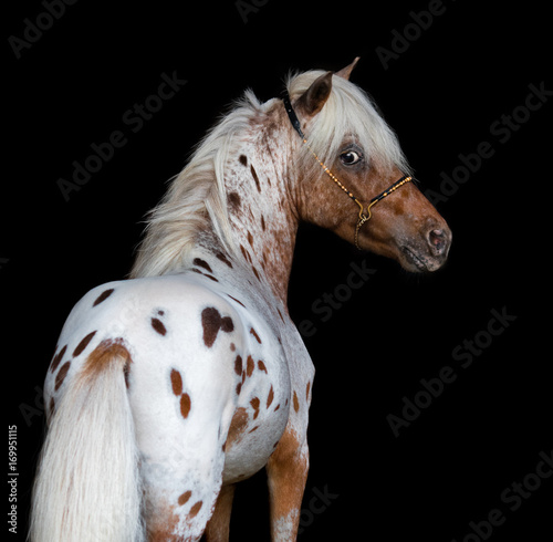 Portrait on black backgound of appaloosa American Miniature Horse.