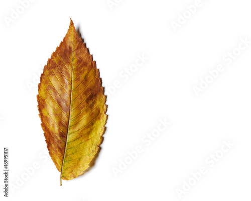 Yellow, orange, and brown autumn elm tree leaf close up isolated on white.