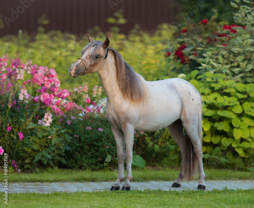 American miniature horse. Young stallion on green grass in garden.