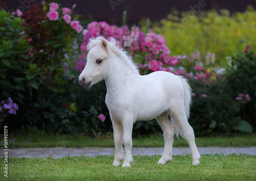Fotografia American miniature horse. Palomino foal  in garden.