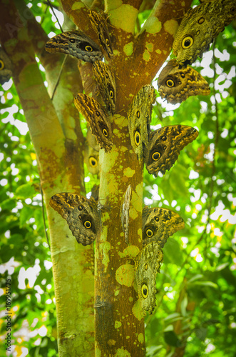 Mindo in Ecuador, a perfect spot to see some beautiful butterflies, posing over a trunk in a tree, with a wings in a form of eyes as defense techine against predator photo