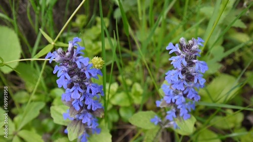 Beautiful Blue Salvia flower in spring. Sooting of static camera close up. Ajuga. photo