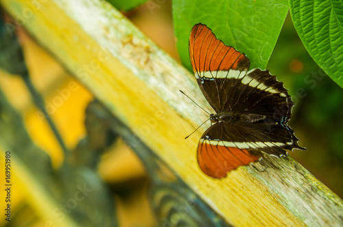 Mindo in Ecuador, a perfect spot to see some beautiful butterflies, with orange and black wings, posing over a green leafs, in Mindo photo