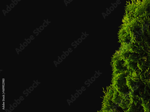 Thuja is a genus of coniferous tree in the Cupressaceae, cypress family. Genus is monophyletic,Thujopsis. Tuya isolated on a black background. Thuja night in the light of a lantern with yellow light photo