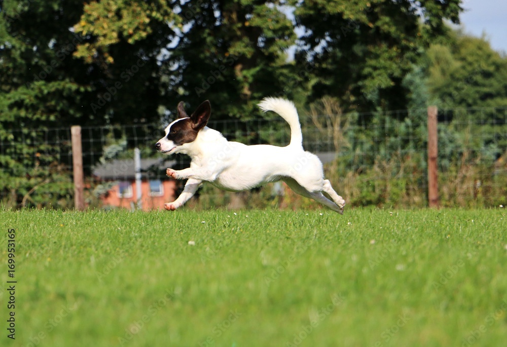 Jack Russel Mischling läuft durch den Garten Jack Russel Mischling läuft durch den Garten