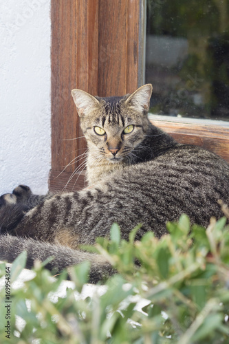 Wallpaper Mural Angry striped cat looking at camera on a sunny day Torontodigital.ca