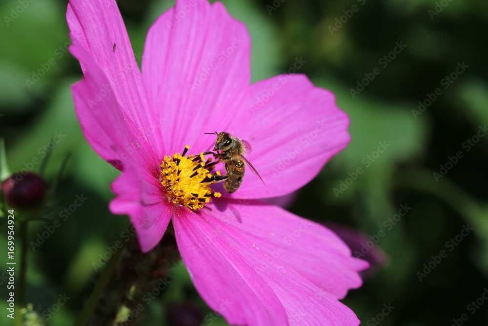 Cosmea mit Biene (Schmuckkörbchen) Cosmea mit Biene (Schmuckkörbchen)