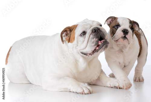 adult and puppy bulldog © Willee Cole