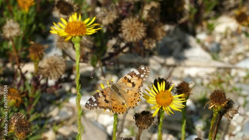 Plain tiger butterfly flying away in Igroviotopos Moustou park in Greece photo