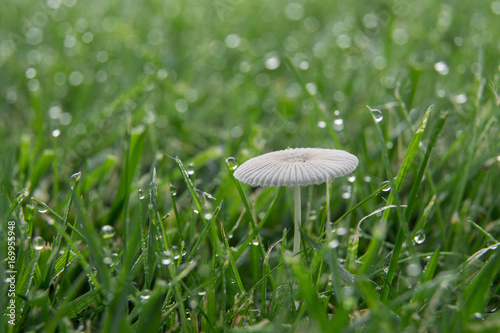 mushroom on home garden