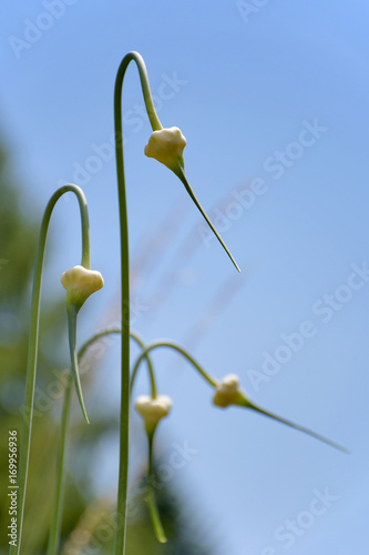 garlic bulbil in spring © mrpluck