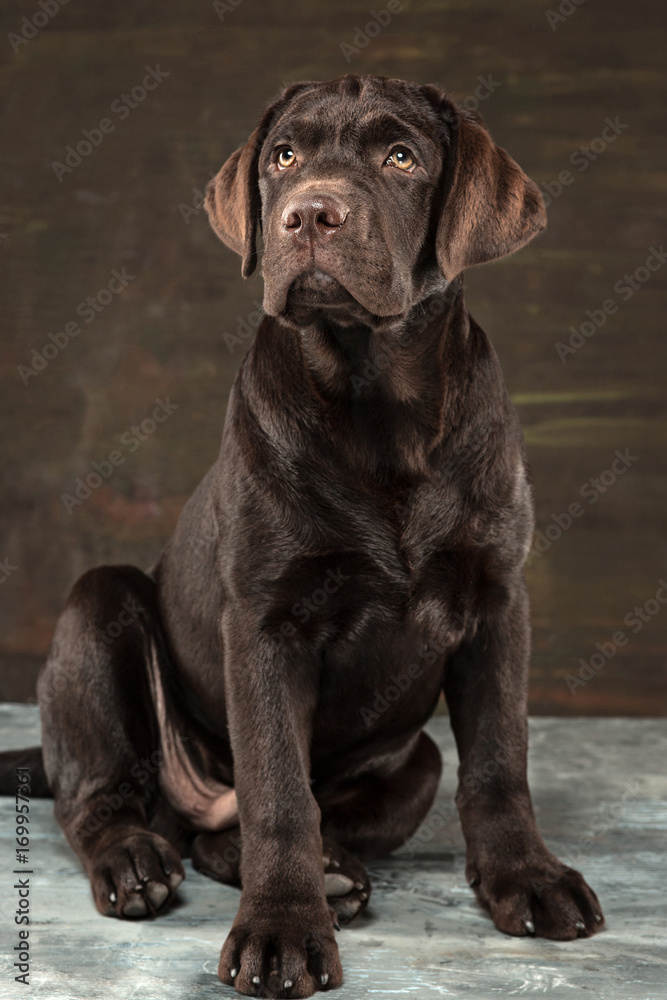 The portrait of a black Labrador dog taken against a dark backdrop. The portrait of a black Labrador dog taken against a dark backdrop.