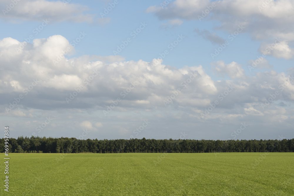 Cloudy sky with grass and forest edge. Cloudy sky with grass and forest edge.