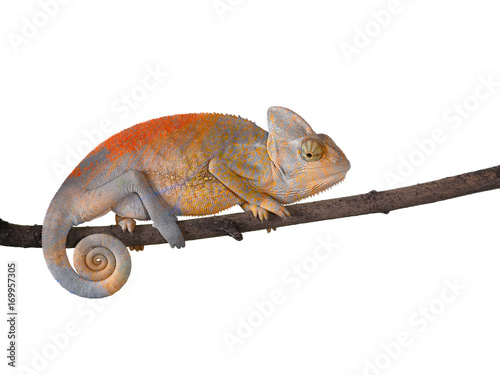 Chameleon on a branch with a spiral tail. Gray-yellow scales