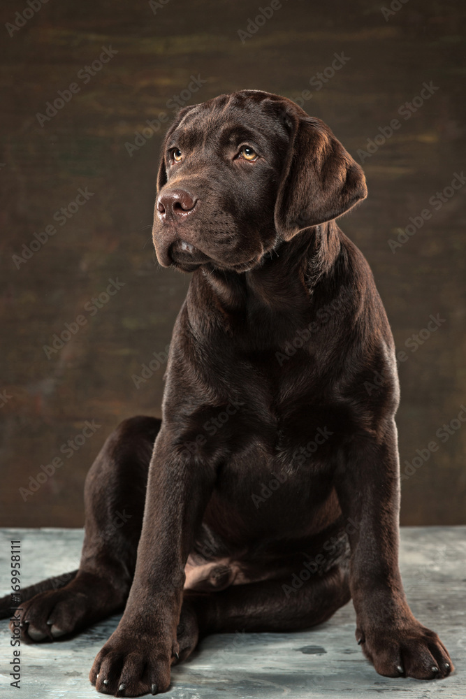 The portrait of a black Labrador dog taken against a dark backdrop. The portrait of a black Labrador dog taken against a dark backdrop.