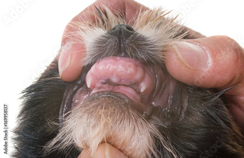 teeth of puppy shih tzu