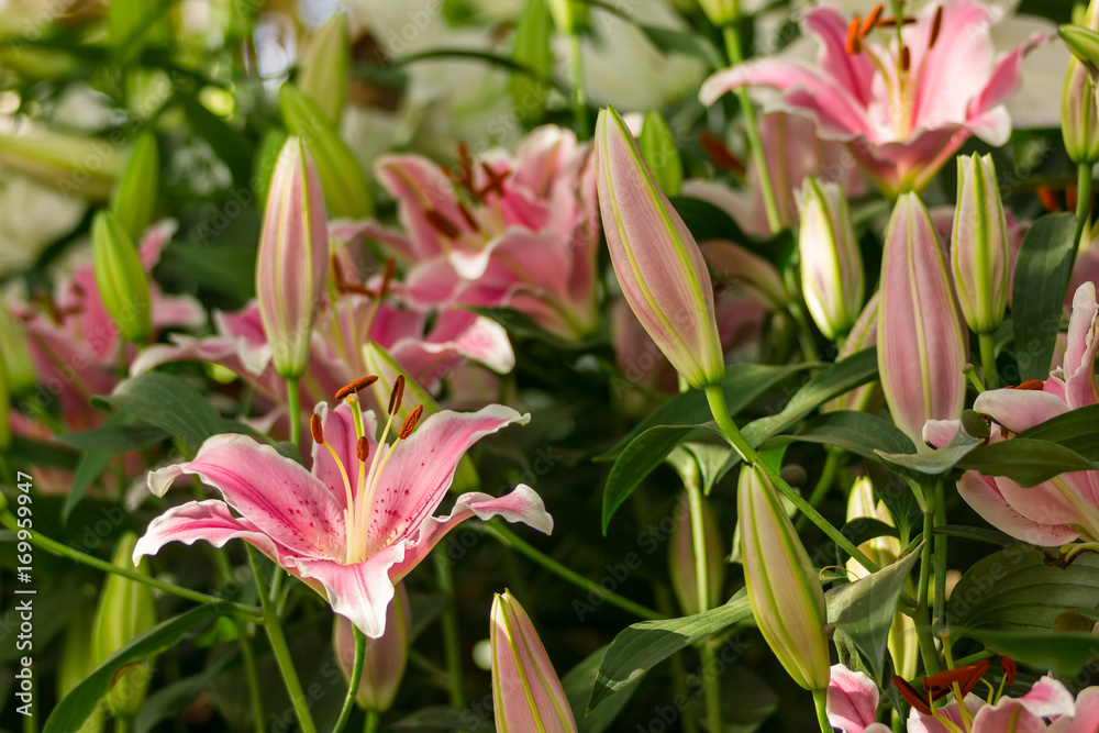 pink Lily flower in the garden