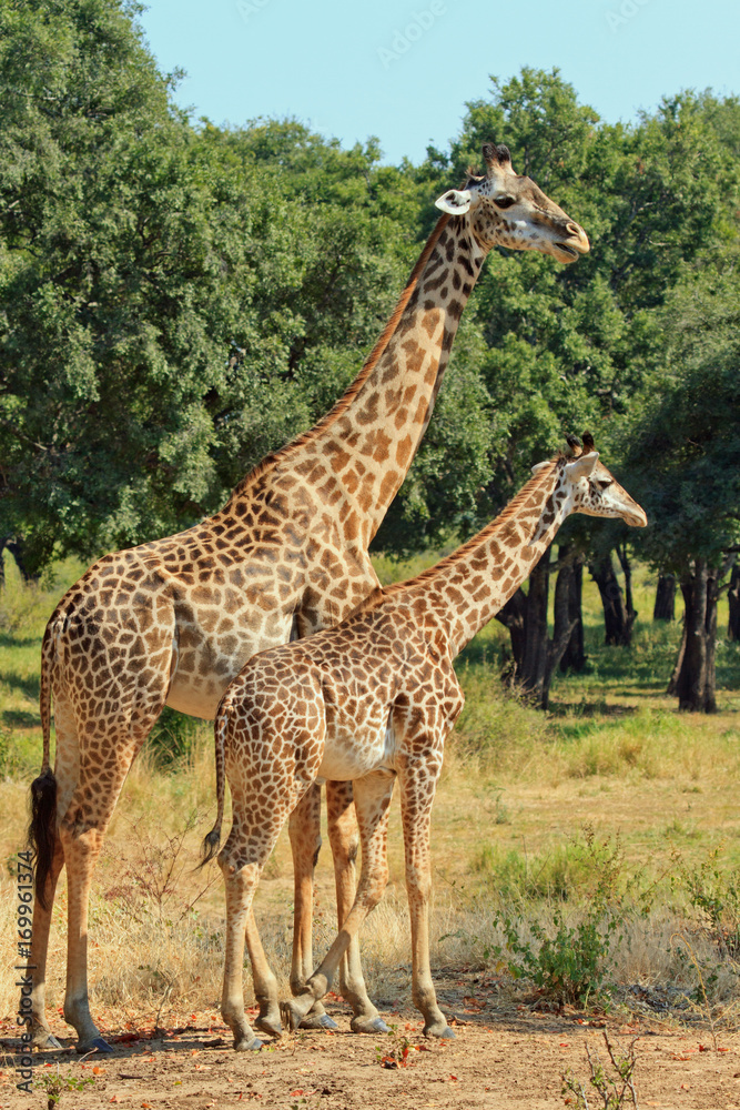 Obraz premium Mother and Baby Giraffe standing in South Lunagwa National Park with a natural bush background