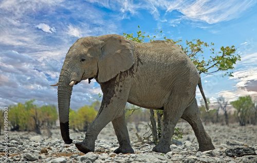 Large elephant walking along a bushveld in Etosha National Park, Namibia
