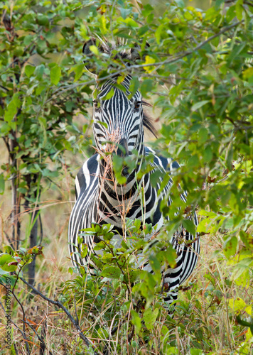 A lone zebra tries to hide behind a bush, but is unsucccessful. Hwange national park, zimbabwe, southern africa