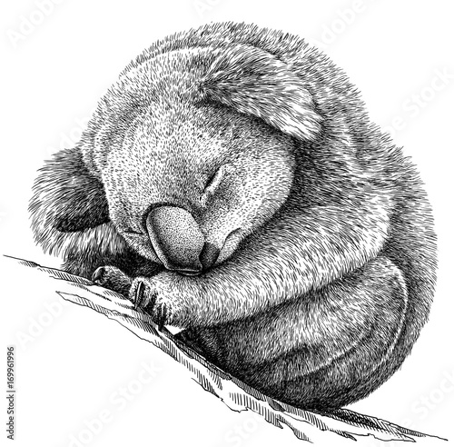 Photography black and white engrave isolated Koala illustration