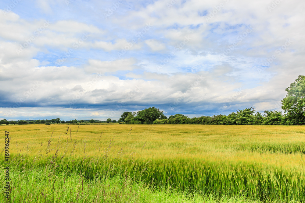 Beautiful green and leafy landscape in England Beautiful green and leafy landscape in England