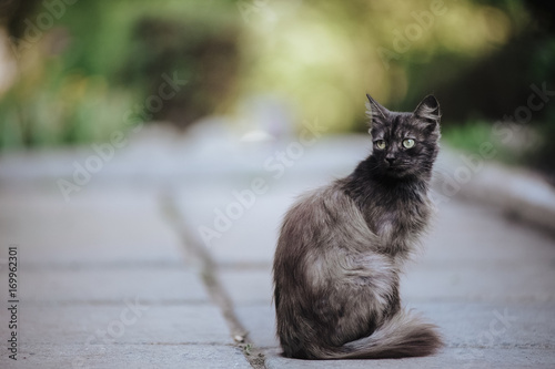A stray cat is sitting on the asphalt. A lonely homeless cat.