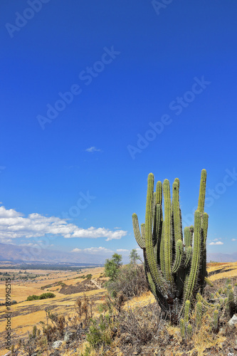 Cactus San pedro - Echinopsis pachanoi