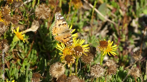 Plain tiger butterfly flying away in Igroviotopos Moustou park in Greece photo