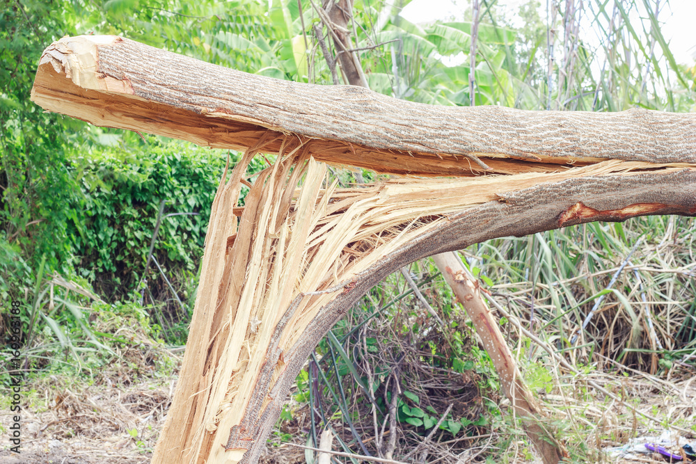Fototapeta premium Broken tree Impact of wind storms.