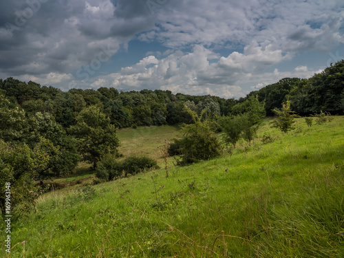 wild meadow in a valley in the middle of the forest