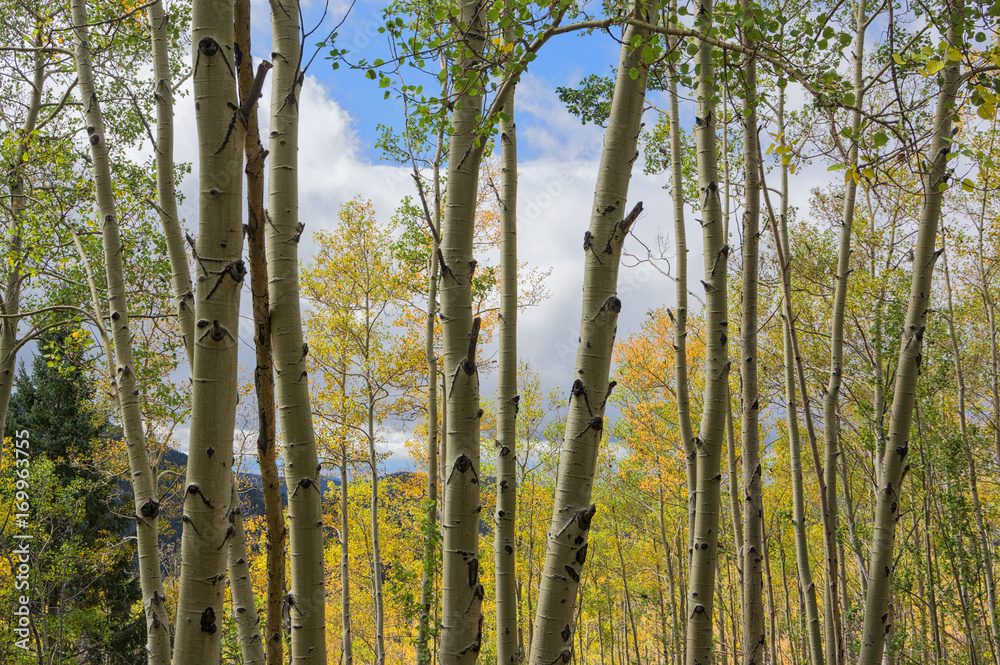 Fototapeta premium Fall in the Mountains