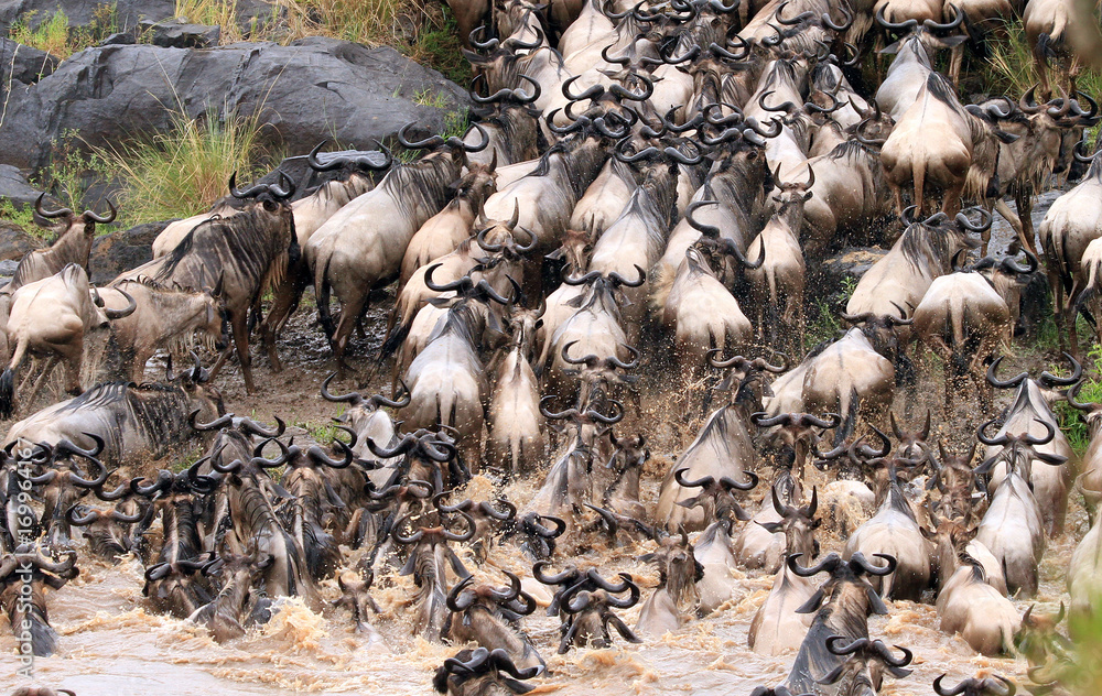 Wildebeest crossing the Mara River in Kenya during the great yearly migration which occurs in July and August. Kenya, Eastern Africa, Wildebeest crossing the Mara River in Kenya during the great yearly migration which occurs in July and August. Kenya, Eastern Africa,