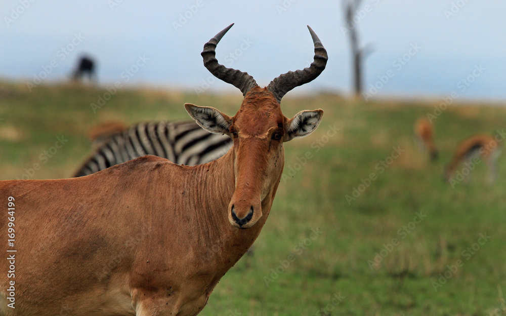 A Hartebeest stands on the African plains with a variety of animals in the distance, masai mara, Kenya A Hartebeest stands on the African plains with a variety of animals in the distance, masai mara, Kenya
