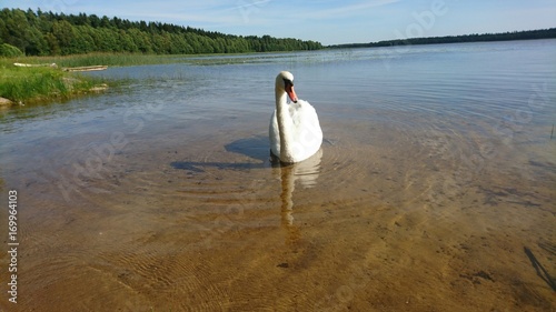 Fototapeta Naklejka Na Ścianę i Meble -  Shadow and reflection of white swan