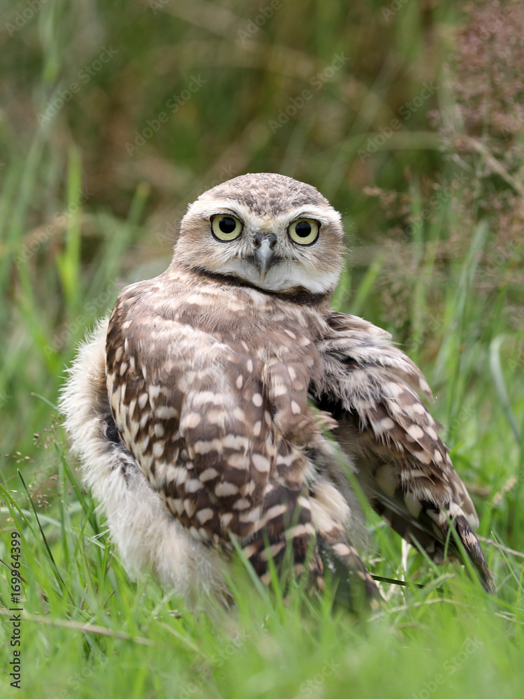 Burrowing Owl Burrowing Owl