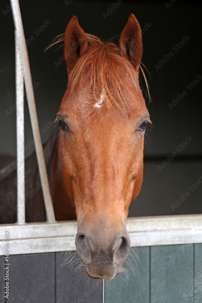 Obraz premium Horse in stable