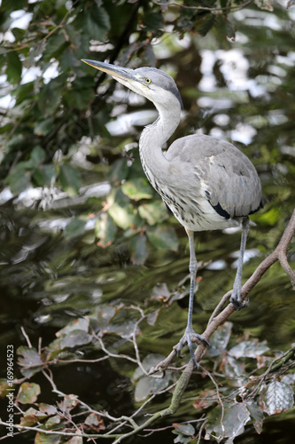 Blue heron