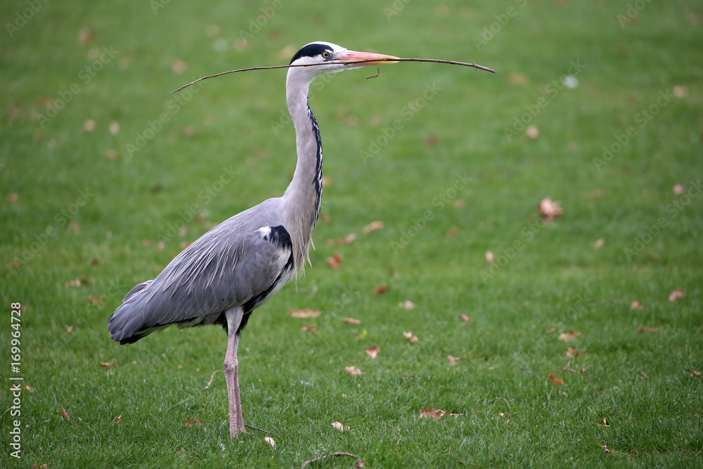 Fototapeta premium Blue Heron
