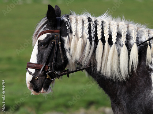 Gypsy horse