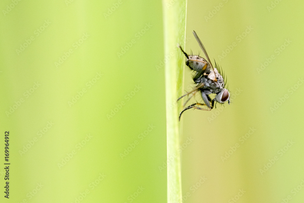 Fliege Fliege
